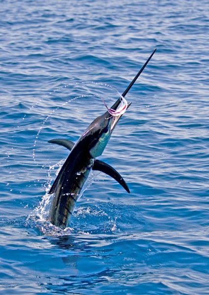 mark-hatter-sailfish-guatemala-27.jpg