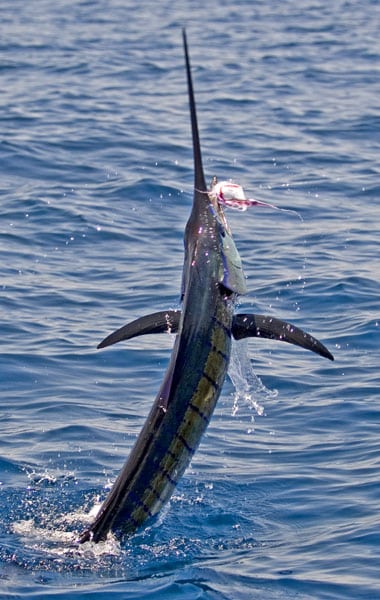 mark-hatter-sailfish-guatemala-28.jpg