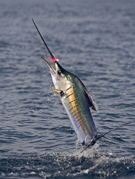 mark-hatter-sailfish-guatemala-29.jpg