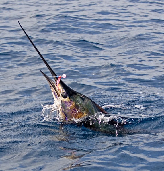 mark-hatter-sailfish-guatemala-30.jpg