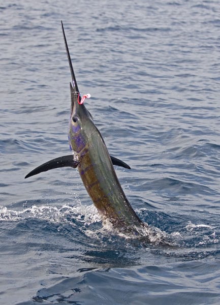 mark-hatter-sailfish-guatemala-31.jpg