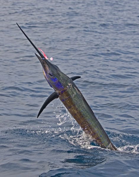 mark-hatter-sailfish-guatemala-32.jpg