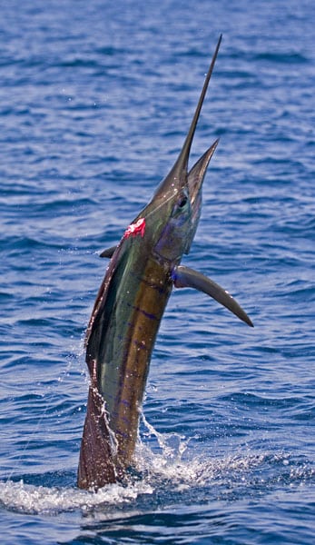 mark-hatter-sailfish-guatemala-34.jpg