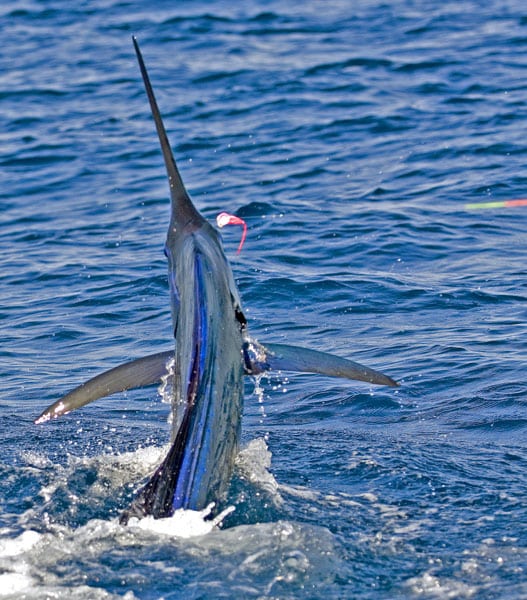 mark-hatter-sailfish-guatemala-35.jpg