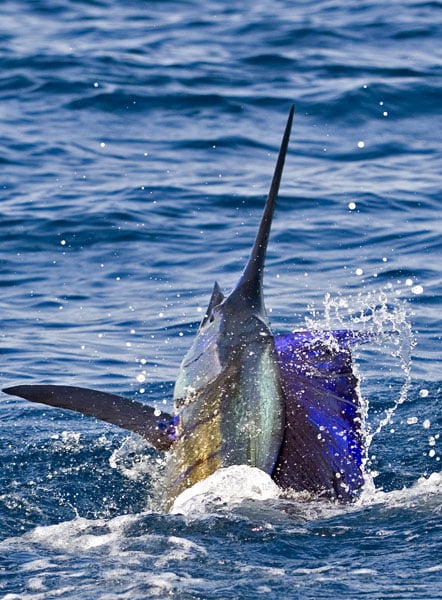 mark-hatter-sailfish-guatemala-36.jpg