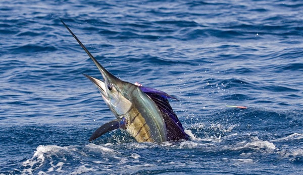 mark-hatter-sailfish-guatemala-37.jpg