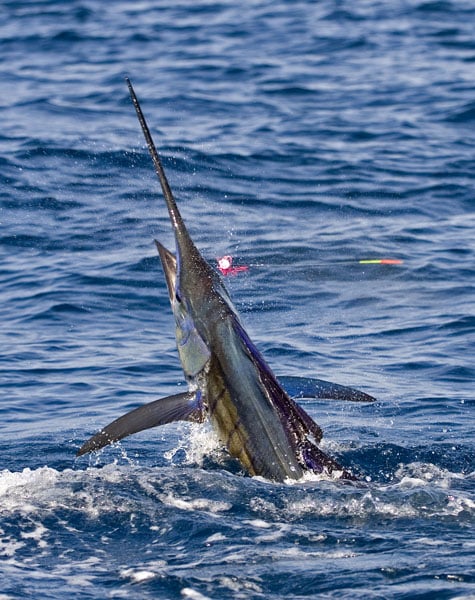 mark-hatter-sailfish-guatemala-38.jpg