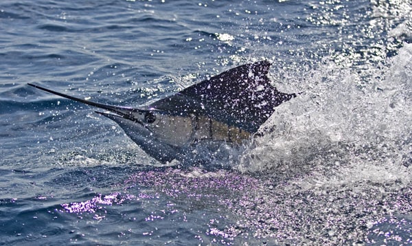 mark-hatter-sailfish-guatemala-39.jpg