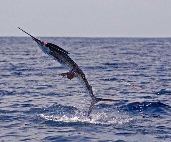 mark-hatter-sailfish-guatemala-40.jpg