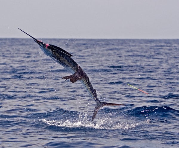 mark-hatter-sailfish-guatemala-40.jpg