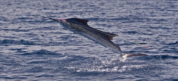 mark-hatter-sailfish-guatemala-41.jpg