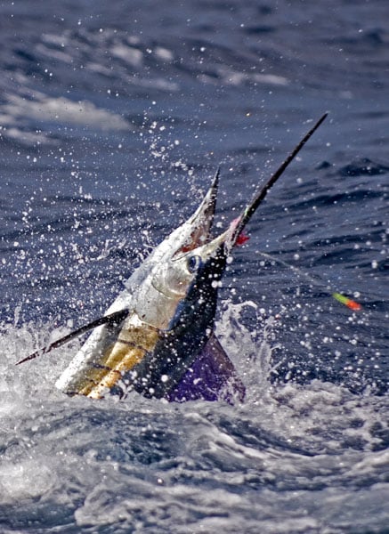 mark-hatter-sailfish-guatemala-42.jpg