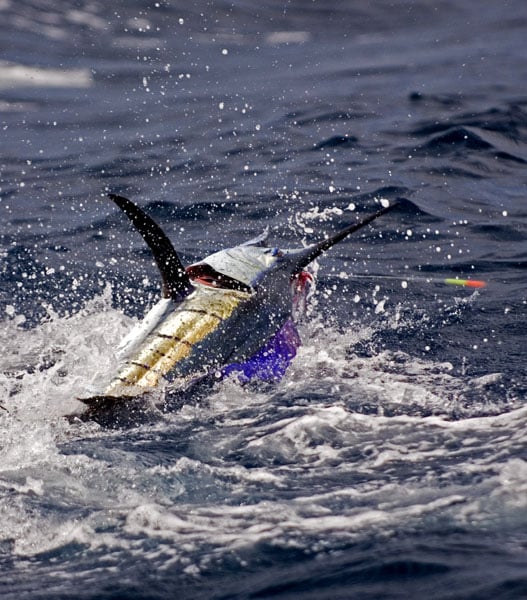 mark-hatter-sailfish-guatemala-43.jpg