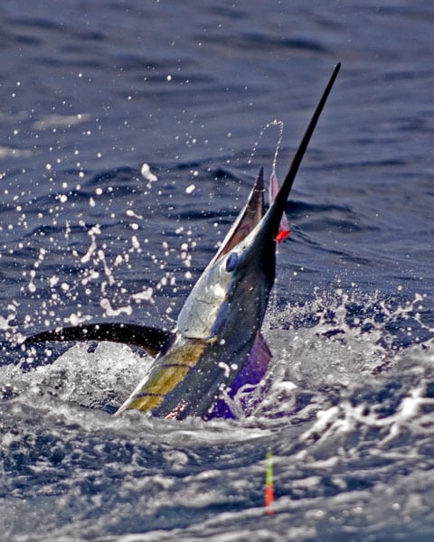 mark-hatter-sailfish-guatemala-44.jpg