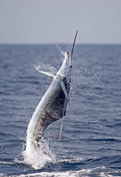 mark-hatter-sailfish-guatemala-46.jpg