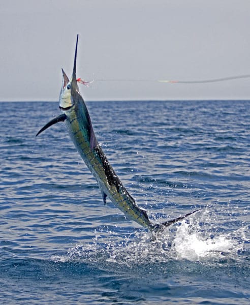 mark-hatter-sailfish-guatemala-47.jpg