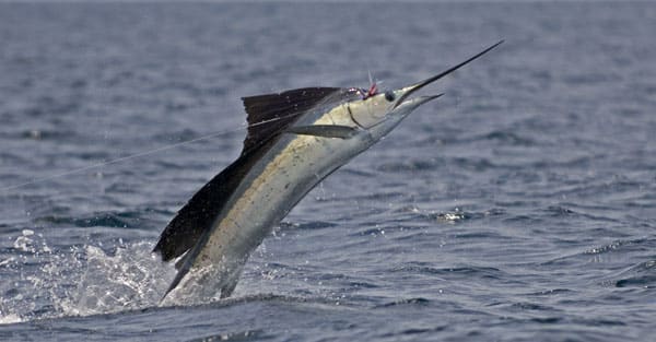 mark-hatter-sailfish-guatemala-49.jpg