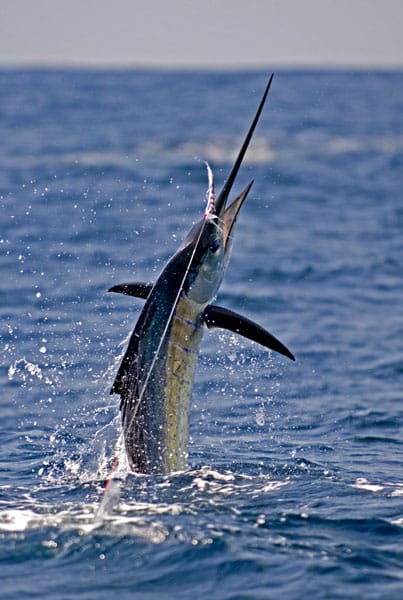 mark-hatter-sailfish-guatemala-50.jpg