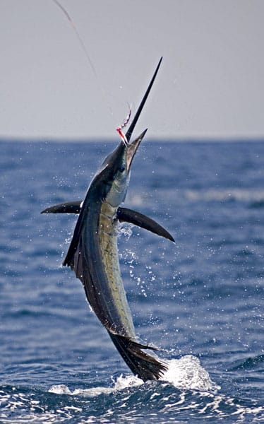 mark-hatter-sailfish-guatemala-51.jpg