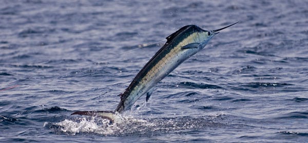 mark-hatter-sailfish-guatemala-52.jpg