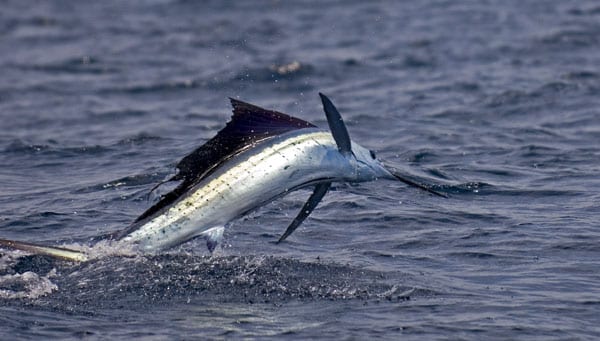 mark-hatter-sailfish-guatemala-53.jpg