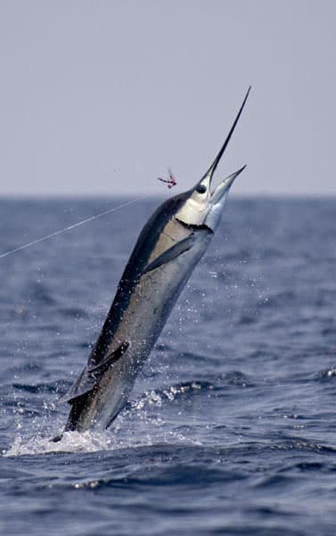 mark-hatter-sailfish-guatemala-54.jpg