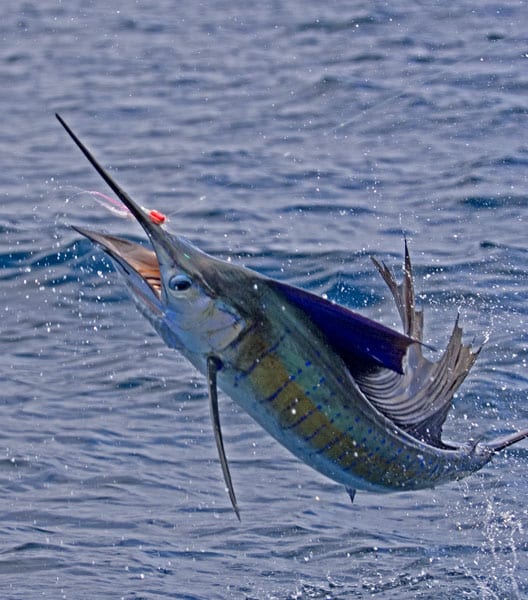 mark-hatter-sailfish-guatemala-55.jpg