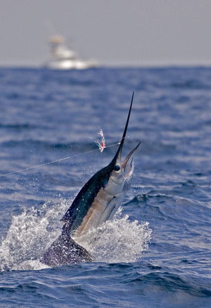 mark-hatter-sailfish-guatemala-56.jpg