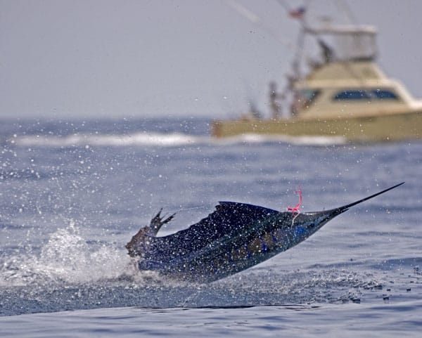 mark-hatter-sailfish-guatemala-58.jpg