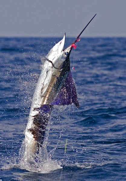 mark-hatter-sailfish-guatemala-59.jpg