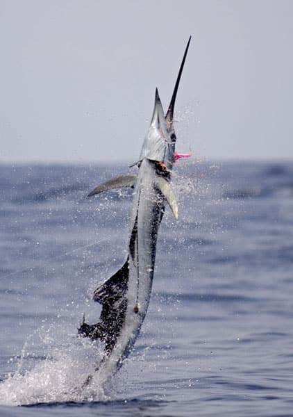 mark-hatter-sailfish-guatemala-60.jpg