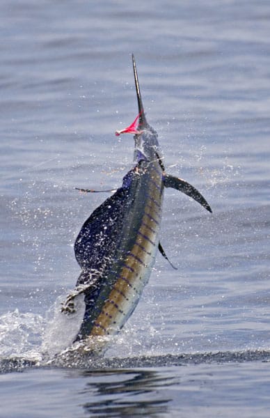 mark-hatter-sailfish-guatemala-62.jpg