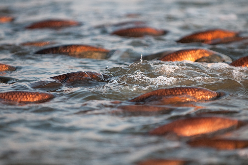 matagorda-redfish-01.jpg