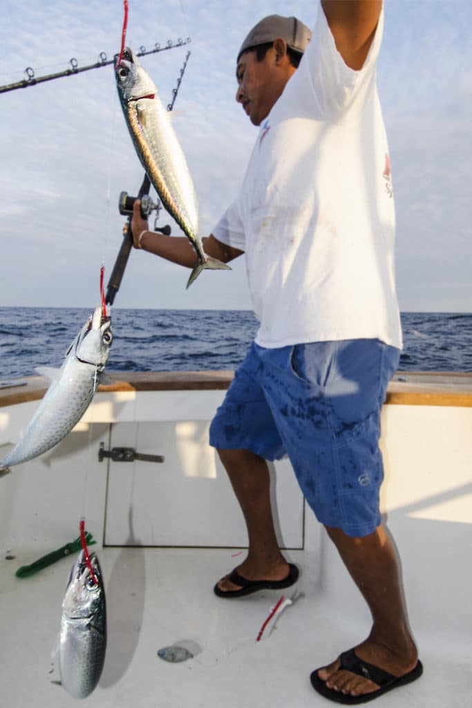 white marlin fishing