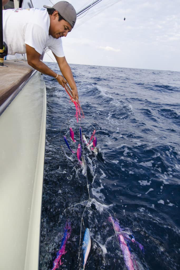 white marlin fishing