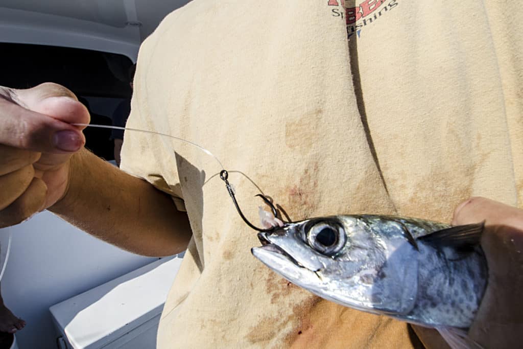 white marlin fishing