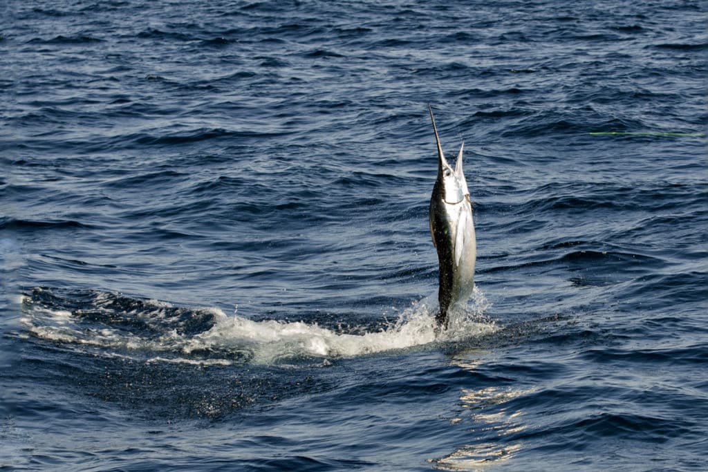 white marlin fishing