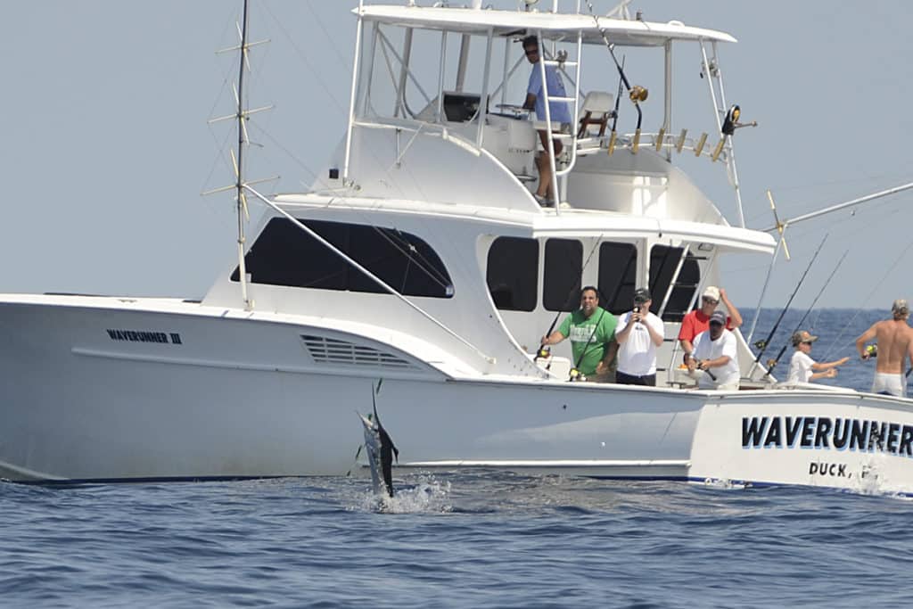 white marlin fishing