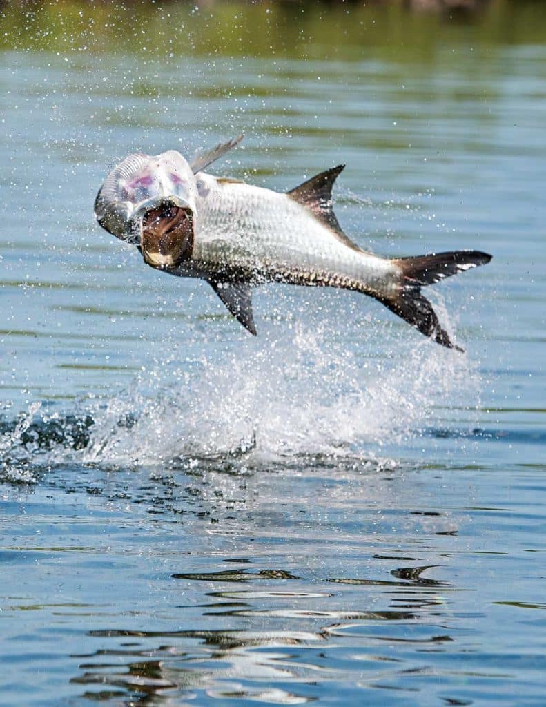 Tarpon Fishing in Mexico