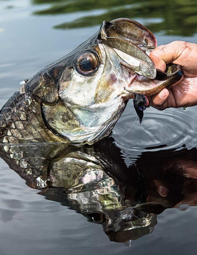 Tarpon Fishing in Mexico