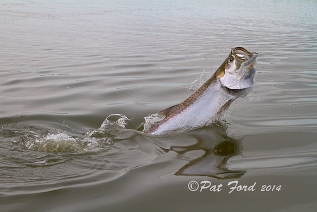 tarpon in the water