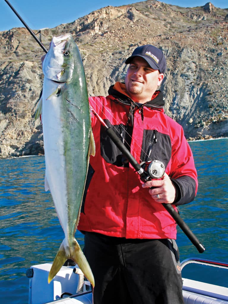 Yellowtail cruise the island shorelines