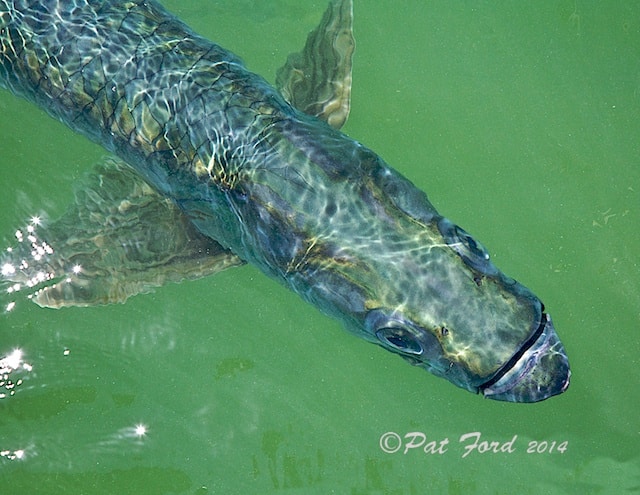 tarpon in the water