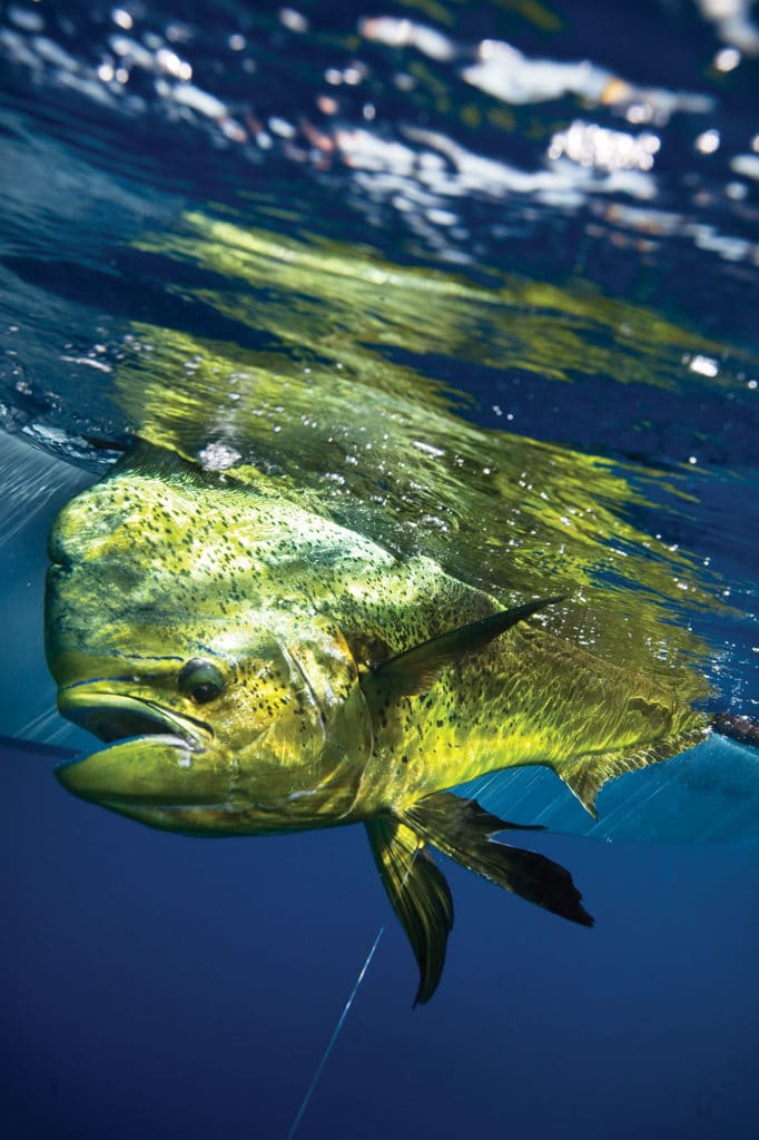 mahi fishing conservation