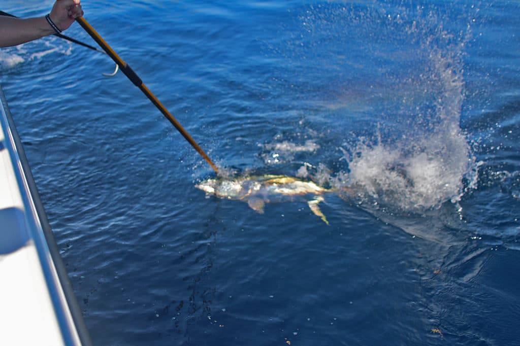 gaffing fish in water