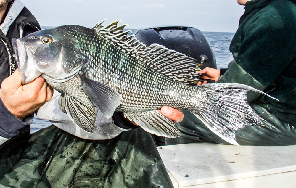 black sea bass