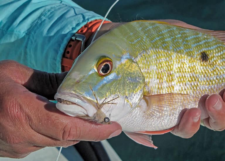 Mutton snapper on fly by Alex Suescun