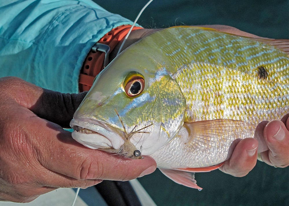 Mutton snapper on fly by Alex Suescun