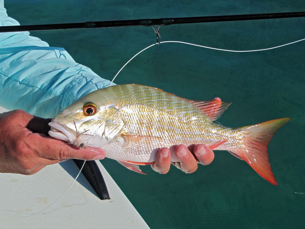 A mutton snapper was milling around on the edge of a channel near Las Salinas.