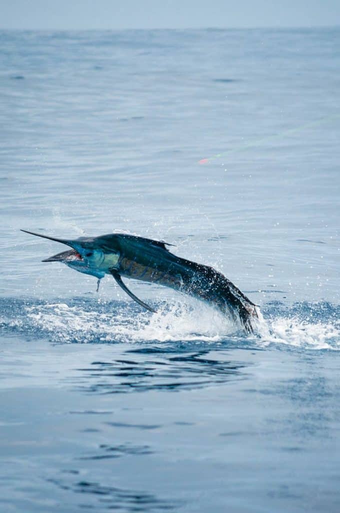 sailfish jumping in the water